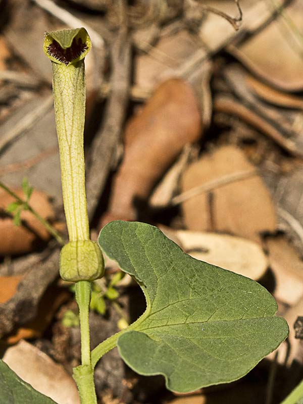 Candelitos (Aristolochia paucinervis, longa)