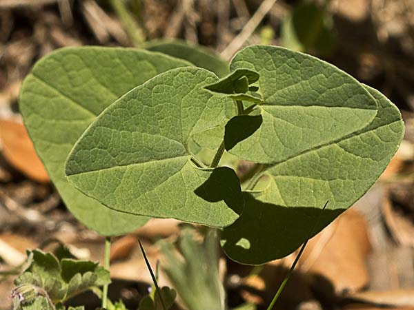 Candelitos (Aristolochia paucinervis, longa)