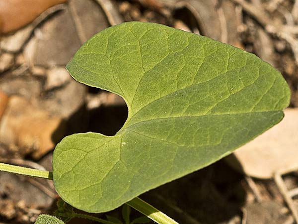Candelitos (Aristolochia paucinervis, longa)