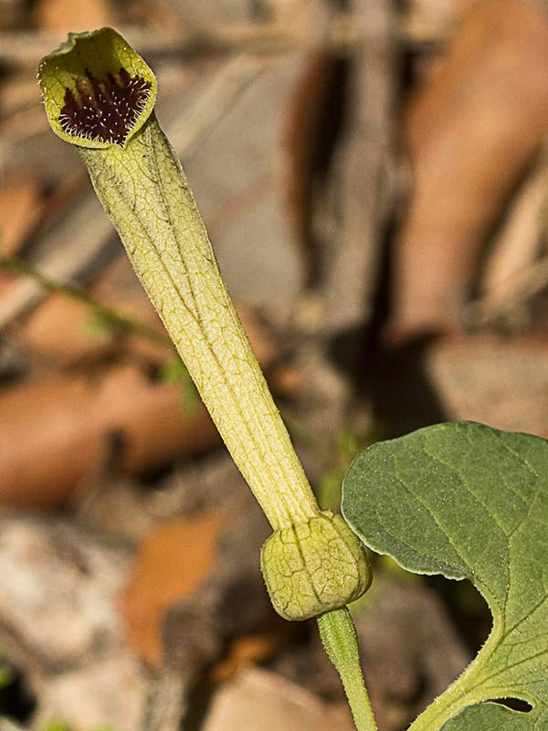 Candelitos (Aristolochia paucinervis, longa)
