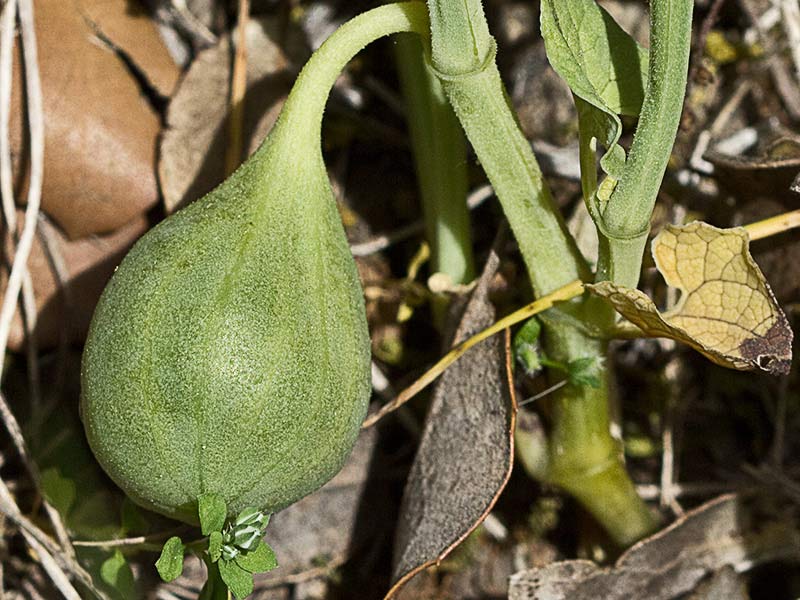 Candelitos (Aristolochia paucinervis, longa)