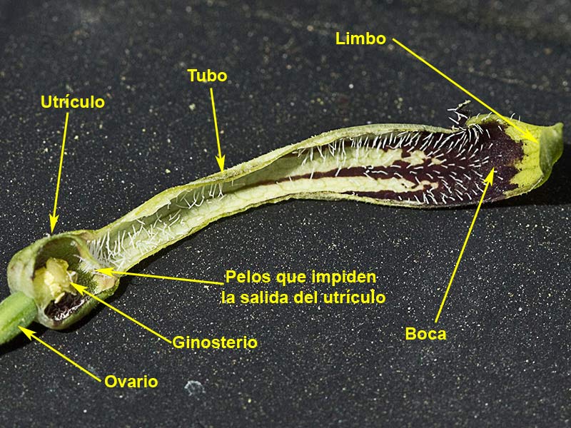 Candelitos (Aristolochia paucinervis, longa)