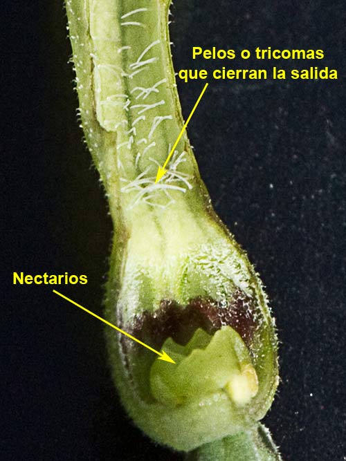 Aristoloquia menor (Aristolochia pistolochia)