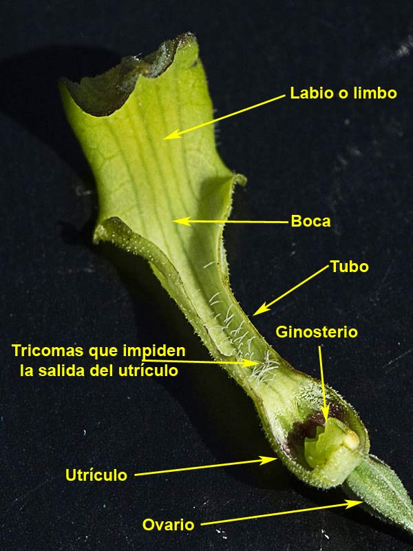 Aristoloquia menor (Aristolochia pistolochia)