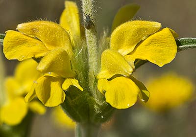 Oreja de libre, candilera (Phlomis lychnitis)