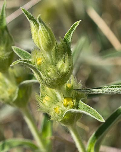 Oreja de libre, candilera (Phlomis lychnitis)