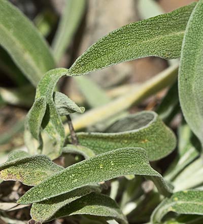 Oreja de libre, candilera (Phlomis lychnitis)