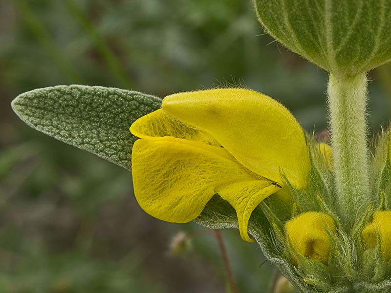 Oreja de libre, candilera (Phlomis lychnitis)