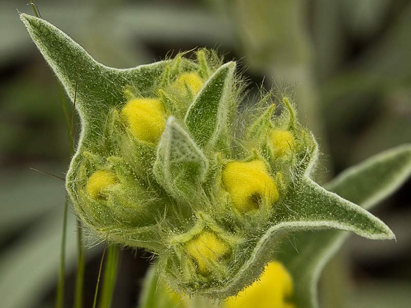 Oreja de libre, candilera (Phlomis lychnitis)