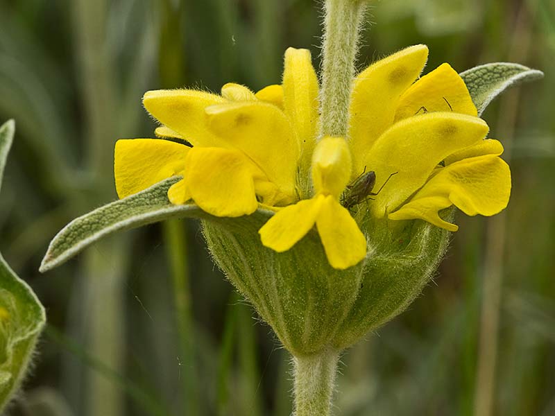 Candilera flor (Phlomis lychnitis)