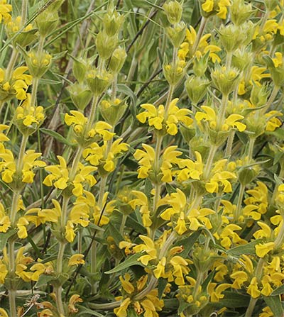 Candilera mata (Phlomis lychnitis)
