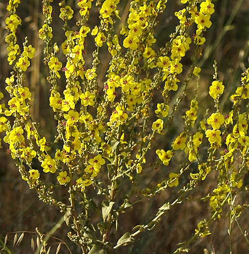Mata en forma de candelabro de la Candelera o Gordolobo (Verbascum sinuatum)