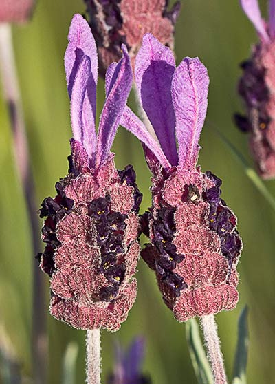 Lavandula pedunculata, cantueso