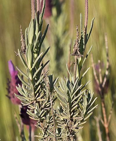 Lavandula pedunculata, cantueso