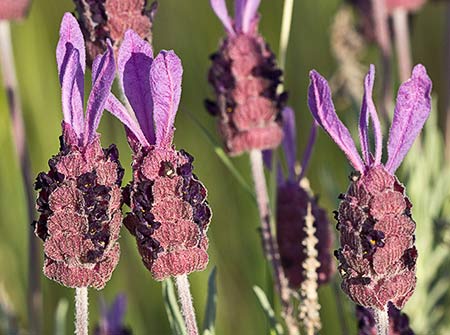 Lavandula pedunculata, cantueso