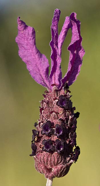 Lavandula pedunculata, cantueso