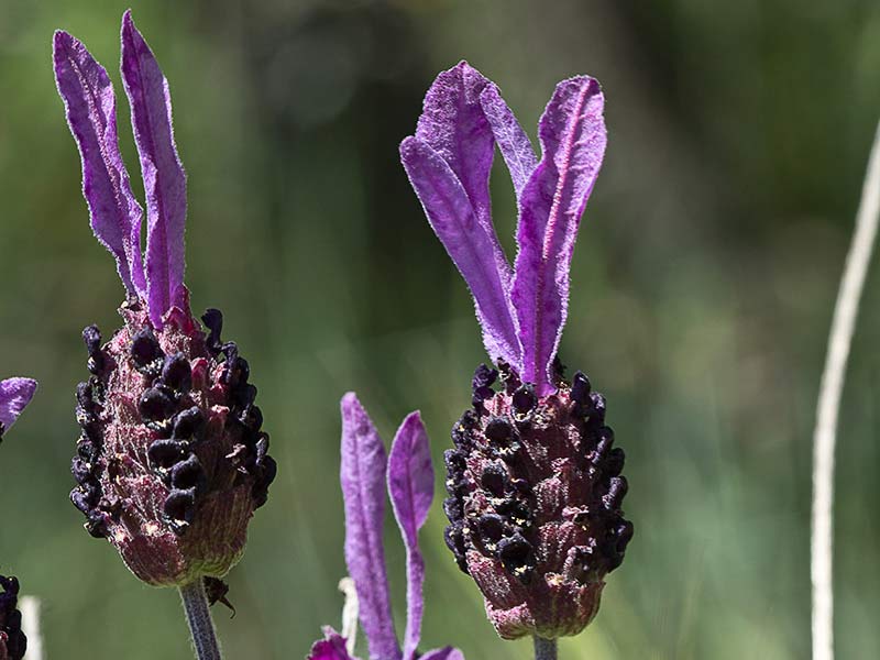Flor del cantueso (Lavandula pedunculata)