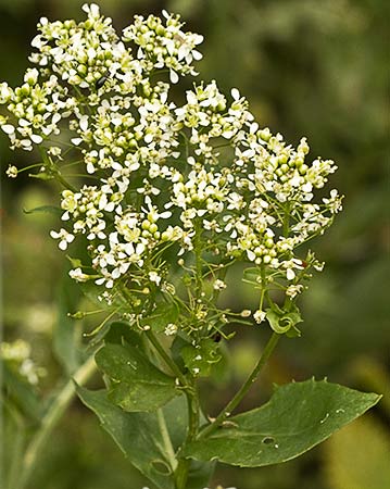 Mata de Capellanes (Lepidium draba)