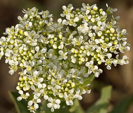 Panícula de Capellanes (Lepidium draba)