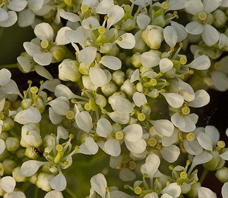 Flores de los Capellanes (Lepidium Draba)