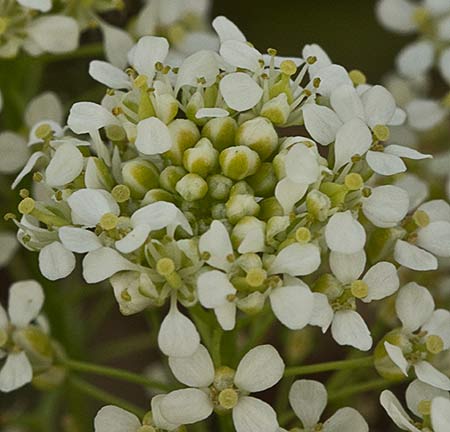Inflorescencia de los Capellanes (Lepidium Draba)