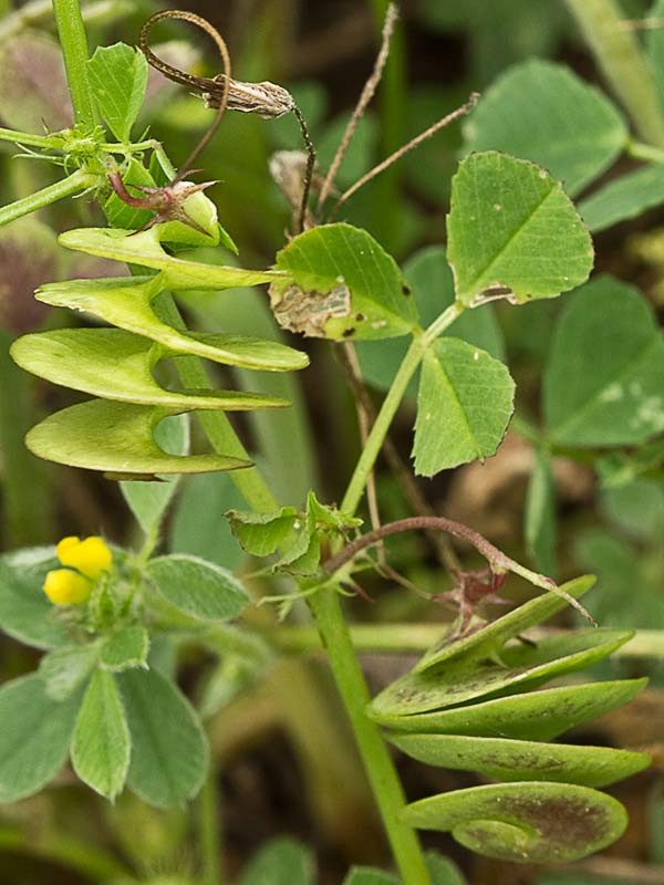 Caracolillo (Medicago orbicularis)