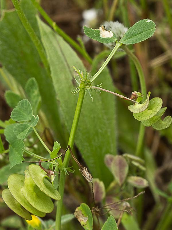 Caracolillo (Medicago orbicularis)