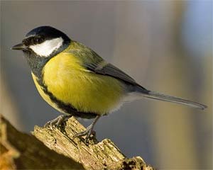 Carbonero