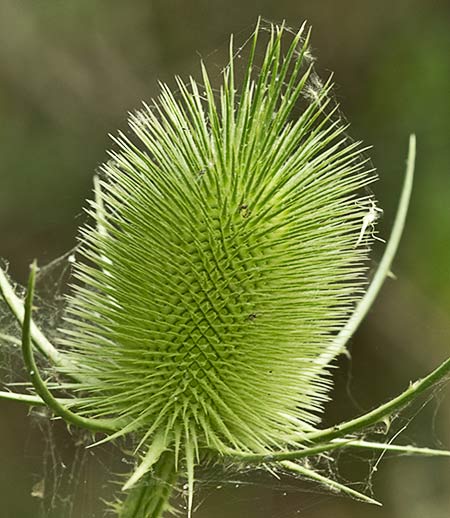 Cabeza de espinas de la cardencha (Dipsacus fullonum)