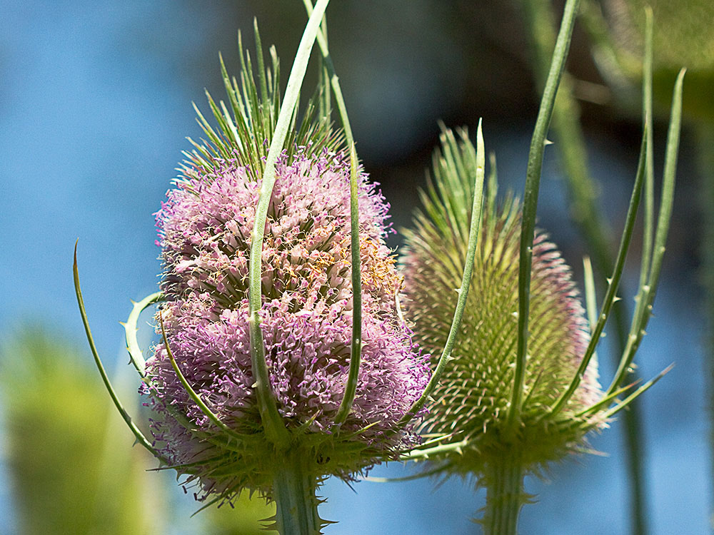 Cabeza de espinas de la cardencha (Dipsacus fullonum)