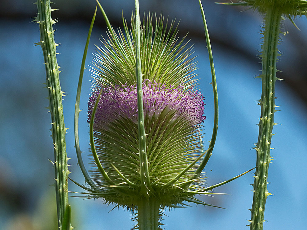Cabeza de espinas de la cardencha (Dipsacus fullonum)