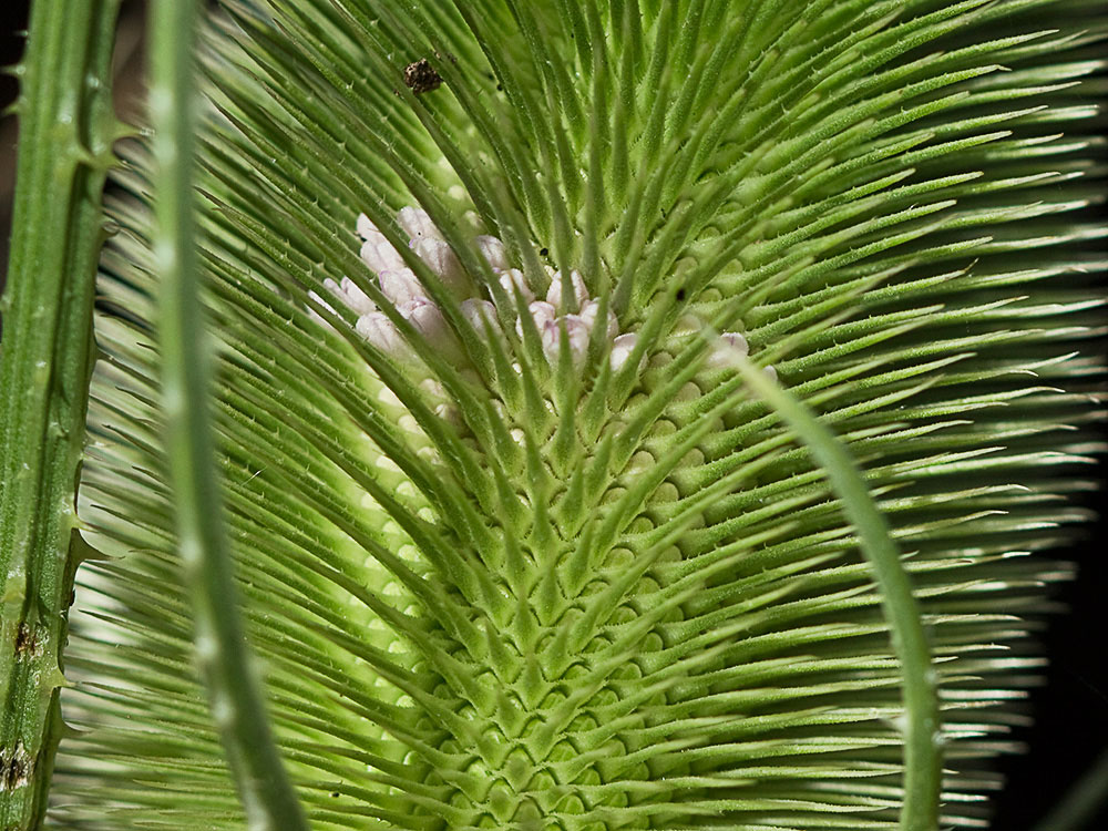 Cabeza de espinas de la cardencha (Dipsacus fullonum)