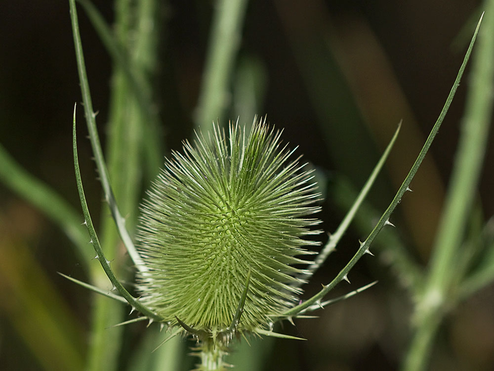 Cabeza de espinas de la cardencha (Dipsacus fullonum)