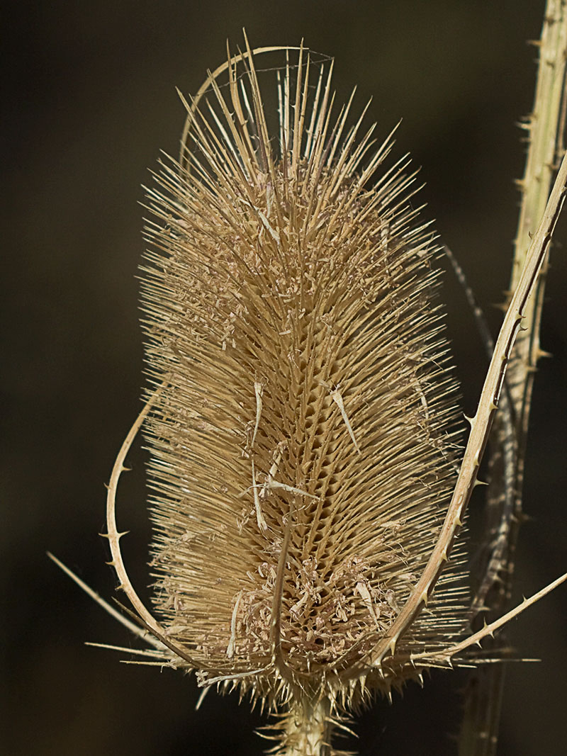 Cabeza de espinas de la cardencha (Dipsacus fullonum)