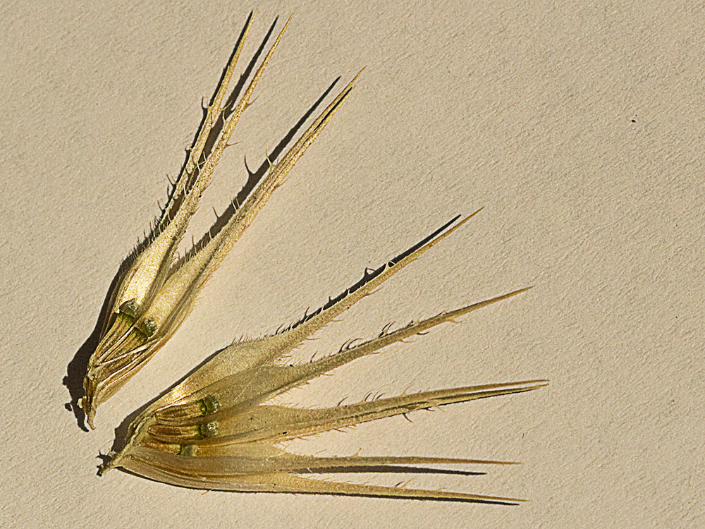 Semillas de espinas de la cardencha (Dipsacus fullonum)