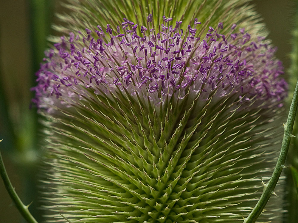 Cabeza de espinas de la cardencha (Dipsacus fullonum)