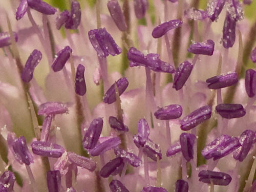 Cabeza de espinas de la cardencha (Dipsacus fullonum)