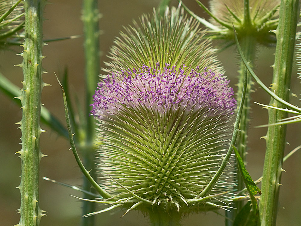 Cabeza de espinas de la cardencha (Dipsacus fullonum)