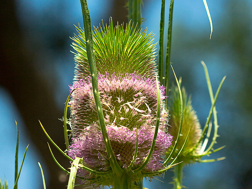 Cabeza de espinas de la cardencha (Dipsacus fullonum)