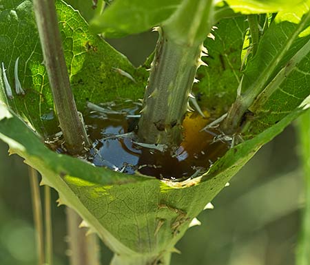 La bañera de Venus de la Cardencha repleta de agua recogida en la última tormenta veraniega (Dipsacus fullonum)
