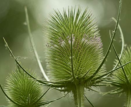 Cardencha (Dipsacus fullonum)