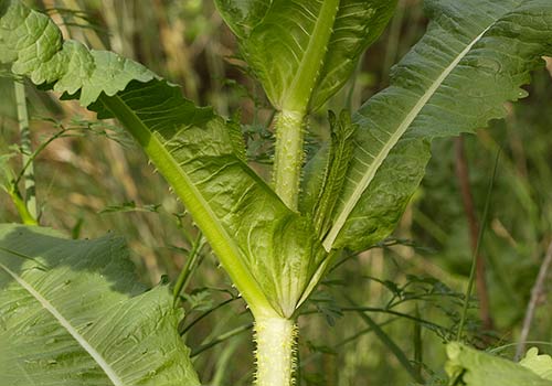Cáliz de hojas de la cardencha (Dipsacus fullonum) 