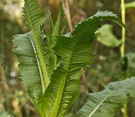Copa de la cardencha antes de florecer (Dipsacus fullonum). Se aprecia la bañera