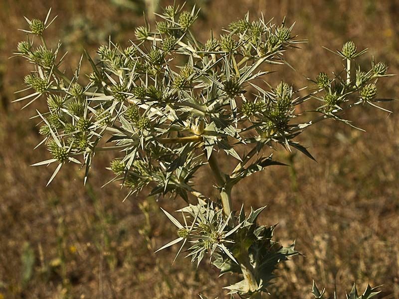 Mata de cardicuca