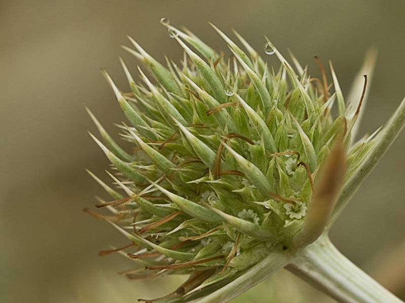 Inflorescencia de la Cardicuca (Erymgium campestre) 