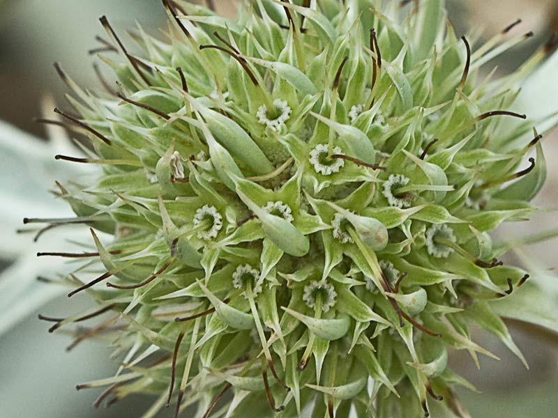 Inflorescencia de cardicuca
