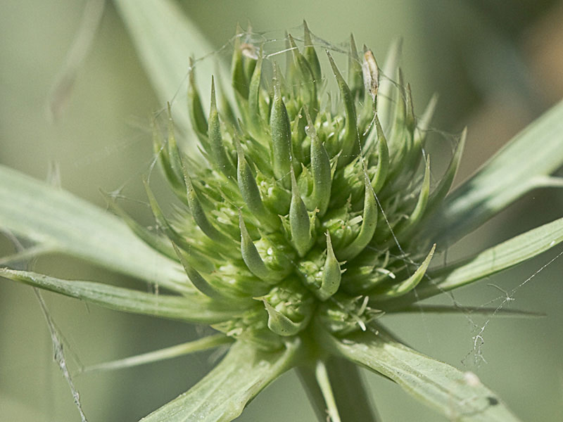 Inflorescencia de cardicuca