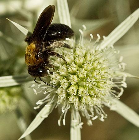 Inflorescencia de la cardicuca (Erymgium campestre)