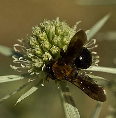 Inflorescencia de la cardicuca (Erymgium campestre)