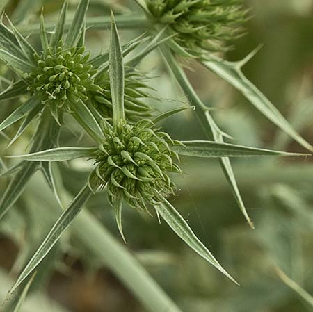 Flor de cardicuca (Eryngium campestre) 
